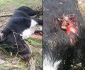 Πύργος: Βρήκαν τον σκύλο που φρόντιζαν νεκρό, πυροβολημένο με καραμπίνα