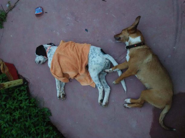 Ροΐτικα Αχαΐας: Έριξαν φόλες ακόμα και στις αυλές των σπιτιών - Επτά σκυλιά νεκρά