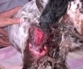 Ηράκλειο Κρήτης: Βρήκαν τον σκύλο που κάποιος έσυρε στην άσφαλτο σοβαρά τραυματισμένο