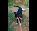 Θηλυκός μαύρος σκύλος χάθηκε στο Κουτσοπόδι Ναυπλίου μετά από τροχαίο ατύχημα