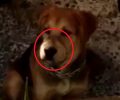 Θεσσαλονίκη: 17-12-2018 η δίκη του άνδρα που έκλεινε το στόμα του σκύλου με ταινία για να μη γαυγίζει (βίντεο)