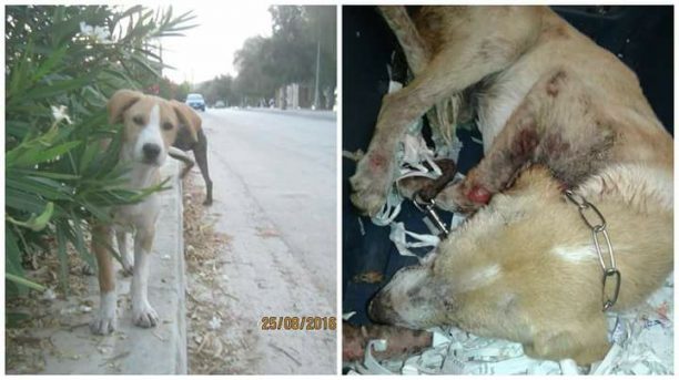Δίνουν 1.000 ευρώ σε όποιον αποκαλύψει τον δολοφόνο των σκυλιών στη Βαρέα Μεγάρων
