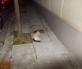 Σκοτώνει συστηματικά γάτες με φόλες και πέτρες στον Βύρωνα