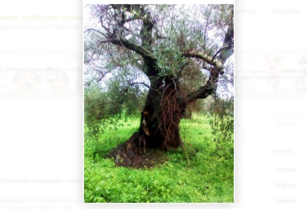 Μαθήτρια Δημοτικού εντόπισε κρεμασμένο σκύλο στις Μουρνιές Χανίων και επέμενε να το καταγγείλει στην Αστυνομία!