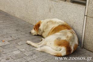 Ημερίδα για τα αδέσποτα απόψε στην Άρνισσα Έδεσσας