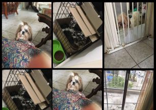 27-4-2018 η έφεση της γυναίκας που καταδικάστηκε για παράνομη εκτροφή & πώληση σκυλιών στο Περιστέρι Αττικής