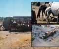 17-9-2019 η δίκη του άνδρα που κακοποιούσε δεκάδες άλογα στον Ασπρόπυργο Αττικής (βίντεο)