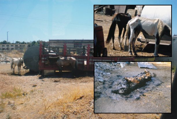 Καταδικάστηκε και από το Εφετείο με αναστολή ο άνδρας που κακοποιούσε 12 άλογα στον Ασπρόπυργο Αττικής
