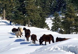 Άνδρες της Ε.Μ.Α.Κ. έσωσαν τα άλογα που είχαν παγιδευτεί από τα χιόνια στις κορυφές του Γαβρόγου Άρτας
