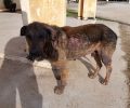 Έκκληση για την περίθαλψη του άρρωστου σκύλου που βρίσκεται στο Κέντρο Διαβιβάσεων Αυλώνα