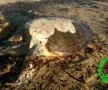 Βρήκαν αποκεφαλισμένη θαλάσσια χελώνα caretta – caretta στη Νάξο
