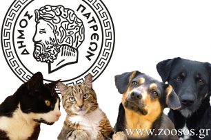 Δεσμεύεται ο Δήμος Πατρέων για έργα φροντίδας και ορθής διαχείρισης των αδέσποτων ζώων