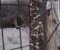 Δράμα: Επιβλήθηκε διοικητικό πρόστιμο & αναμένεται η δίκη του άνδρα που άφησε τον σκύλο του δεμένο σε χωράφι, εκτεθειμένο στον χιονιά