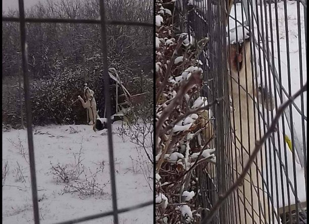 Δράμα: Επιβλήθηκε διοικητικό πρόστιμο & αναμένεται η δίκη του άνδρα που άφησε τον σκύλο του δεμένο σε χωράφι, εκτεθειμένο στον χιονιά