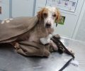 Μεταφέρθηκε σε κτηνίατρο το άρρωστο σκυλί από τον Δρύαλο Λακωνίας (βίντεο)