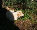 Έκκληση για την σωτηρία του τυφλού & άρρωστου σκύλου που βρίσκεται στον Δρύαλο Λακωνίας (βίντεο)