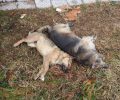 Ακόμα δύο αδέσποτα σκυλιά νεκρά από φόλες στην Έδεσσα λίγες μέρες μετά την εξόφθαλμη στοχοποίηση τους