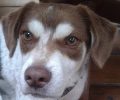 Χάθηκε σκύλος στην Ελάτη Τρικάλων