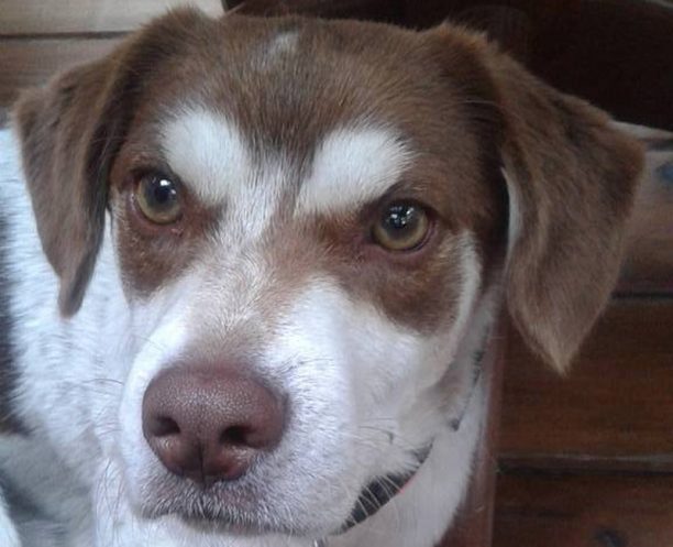 Χάθηκε σκύλος στην Ελάτη Τρικάλων