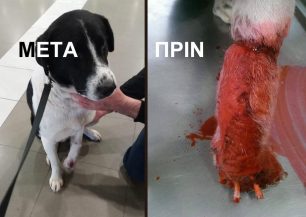 Υιοθέτησαν τον σκύλο που ο ιδιοκτήτης του άφηνε σοβαρά τραυματισμένο από δόκανο στο Φυτώκιο Κοζάνης