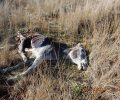 ΚΙΒΩΤΟΣ Μυτιλήνης: Αυξάνονται οι κακοποιήσεις ιδιόκτητων ζώων ακόμα και ιπποειδών στη Λέσβο