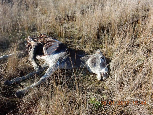 ΚΙΒΩΤΟΣ Μυτιλήνης: Αυξάνονται οι κακοποιήσεις ιδιόκτητων ζώων ακόμα και ιπποειδών στη Λέσβο
