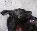 Ηράκλειο Κρήτης: Ηλικιωμένος σκότωσε τον σκύλο χτυπώντας τον με σωλήνα και πέταξε το πτώμα του σε χωράφι