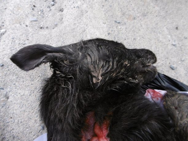 Ηράκλειο Κρήτης: Ηλικιωμένος σκότωσε τον σκύλο χτυπώντας τον με σωλήνα και πέταξε το πτώμα του σε χωράφι