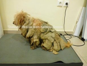 Καρδίτσα: Έσωσαν τον σκύλο που κυκλοφορούσε εγκαταλελειμμένος με τρίχωμα - «πανοπλία» (βίντεο)