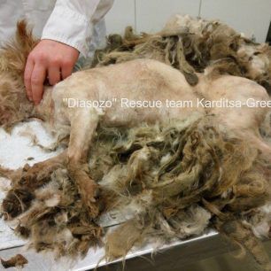 KarditsaSemiTrixomaDekemvrios2016 9