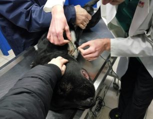 Καρποχώρι Καρδίτσας: Έσωσαν τον σκύλο που είχε παραμορφωθεί στο κεφάλι από τη θηλιά γύρω από τον λαιμό του