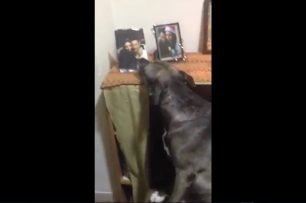 Καβάλα: Σκυλίτσα θρηνεί με το δικό της τρόπο τον θάνατο των δικών της (βίντεο)