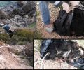 Κεφαλλονιά: Βρήκαν το πτώμα του σκύλου με δεμένα τα πόδια & το κεφάλι πεταμένο στον γκρεμό στις Άμμες (βίντεο)