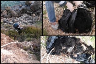 Κεφαλλονιά: Βρήκαν το πτώμα του σκύλου με δεμένα τα πόδια & το κεφάλι πεταμένο στον γκρεμό στις Άμμες (βίντεο)