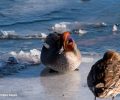 Ελληνική Ορνιθολογική Εταιρεία: Ανάσα μιας εβδομάδας για τα πουλιά η απαγόρευση του κυνηγιού