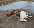 Πολίτες & οργανώσεις ζητούν την προστασία των ιπποειδών (αλόγων, μουλαριών, γαϊδουριών) που στη χώρα μας υποφέρουν