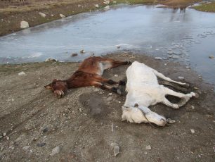 Κομοτηνή: Νεκρά άλογα, μουλάρια, γαϊδούρια και κανείς δεν νοιάζεται ούτε για την ταφή τους…