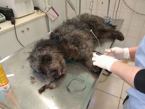 Λέσβος: Βρήκαν τον σκύλο να υποφέρει από την θηλιά με σύρμα που κάποιος πέρασε σφιχτά γύρω από τον λαιμό του