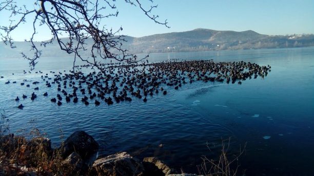 Με εκσκαφέα έσπασαν τον πάγο στη λίμνη Καστοριάς για να ταΐσουν τα υδρόβια πουλιά (βίντεο)