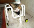 Αερομοντελιστής έφτιαξε το αμαξίδιο για το παράλυτο γατάκι στη Λήμνο