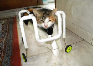 Αερομοντελιστής έφτιαξε το αμαξίδιο για το παράλυτο γατάκι στη Λήμνο