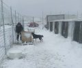 Λήμνος: Με τη βοήθεια της Πυροσβεστικής κατάφεραν να ταΐσουν τα σκυλιά στο δημοτικό καταφύγιο