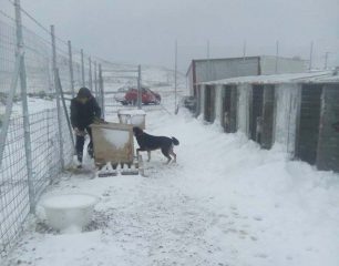 Λήμνος: Με τη βοήθεια της Πυροσβεστικής κατάφεραν να ταΐσουν τα σκυλιά στο δημοτικό καταφύγιο