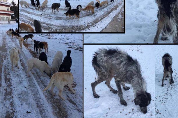 Άρρωστα και χωρίς τροφή δεκάδες αδέσποτα σκυλιά στο ακατοίκητο χωριό Μαυροπηγή Κοζάνης (βίντεο)
