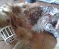 Πέθανε ο σκύλος που υπέστη σοβαρά εγκαύματα μετά από πυρκαγιά σε διαμέρισμα στην Αγία Βαρβάρα Αττικής