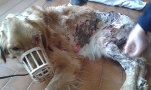 Πέθανε ο σκύλος που υπέστη σοβαρά εγκαύματα μετά από πυρκαγιά σε διαμέρισμα στην Αγία Βαρβάρα Αττικής