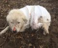 Ναύπακτος: Έδεσε τα πόδια του σκύλου με σύρμα, τον έκλεισε σε τσουβάλι & τον πέταξε στο ποτάμι