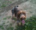 Χάθηκε θηλυκός σκύλος Ντράτχααρ στον Φοίνικα Καλαμαριάς Θεσσαλονίκης