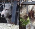 Οβρυά Αχαΐας: Προσπαθούν να σώσουν τον σκύλο που βασάνισε με συρμάτινη θηλιά ο ιδιοκτήτης του