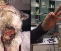 Οβρυά Αχαΐας: Κατάφεραν να πιάσουν τον σκύλο που υπέφερε από την συρμάτινη θηλιά στον λαιμό του…